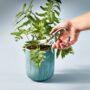 Gardening Shear – Mondern Sprout – Sage